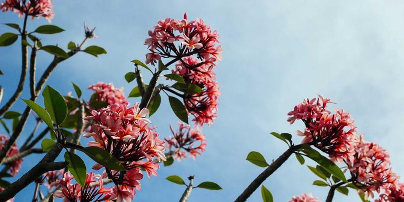 全球商品触手可及：国际购物与购物代理全攻略，解锁海外购物新体验