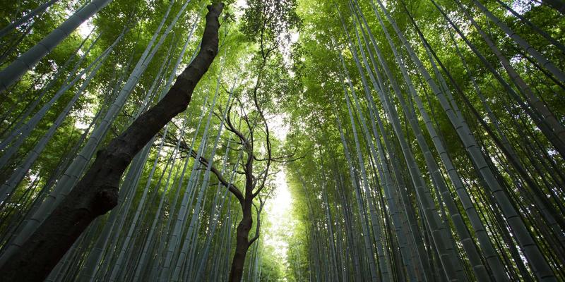 圣罗莎市场洞察：国际购物新浪潮与海外购物的未来前景