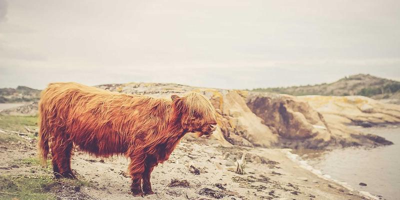 海外购物与圣罗莎市场攻略：FBA、第三方海外仓与直邮模式深度对比