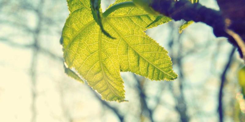 海外购物新挑战：圣罗莎市场与购物代理如何应对欧盟绿色关税与环保税