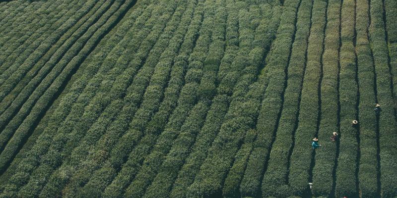 海外购物新纪元：代购服务、圣罗莎市场与全球商品消费指南