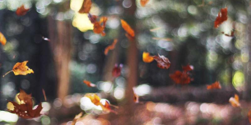 海外购物汇率风险管理指南：把握最佳换汇时机，玩转圣罗莎市场全球商品