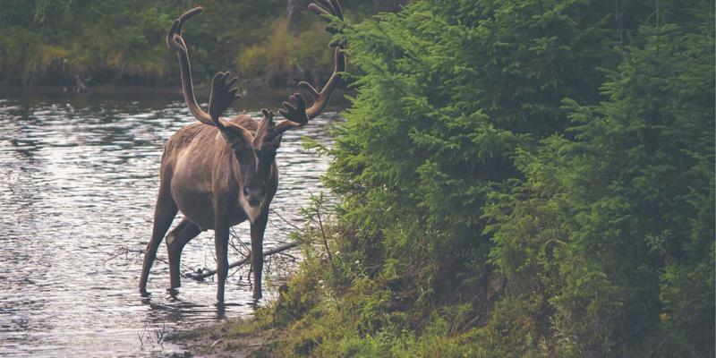 海外购物环保包装指南：如何通过购物代理选择全球商品，减少国际运输碳足迹